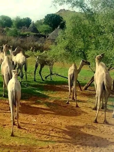غلاف المقال