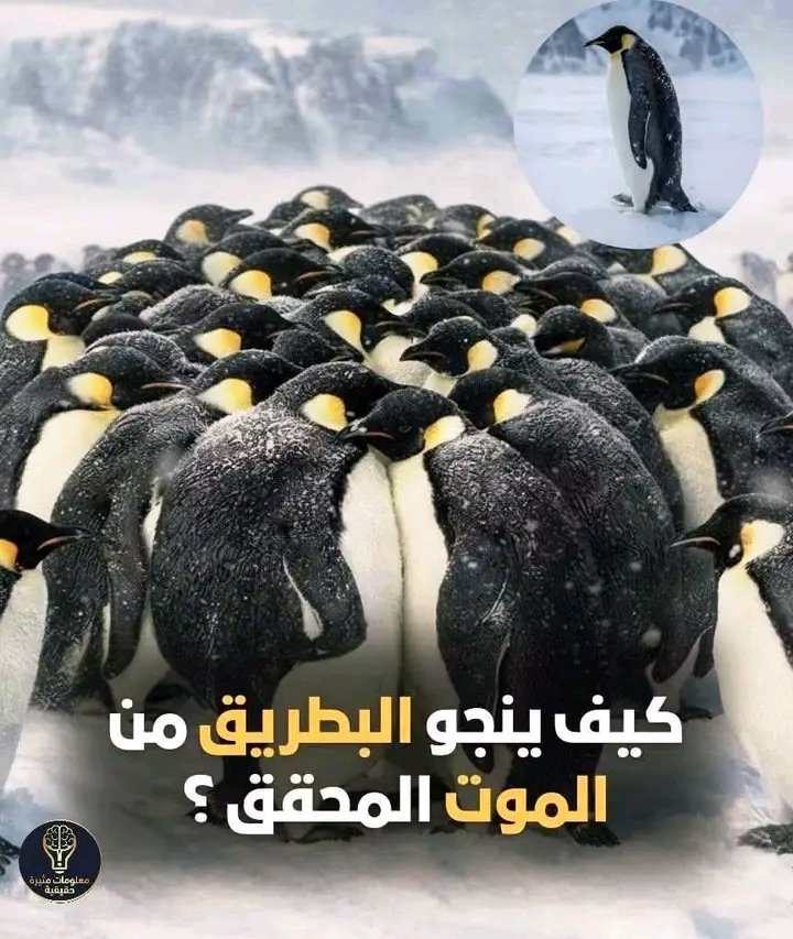 غلاف المقال